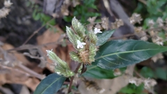 Lepidagathis formosensis