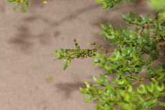 Bootettix argentatus