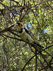 Trachyphonus vaillantii