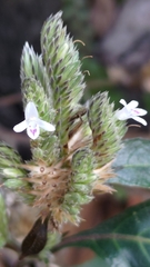 Lepidagathis formosensis