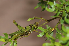 Bootettix argentatus