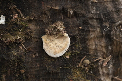 Trametes suaveolens