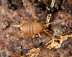 Myrmecophilidae