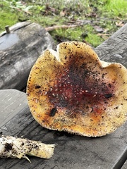 Amanita muscaria flavivolvata
