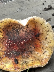 Amanita muscaria flavivolvata