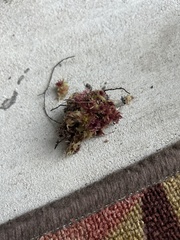 Sphagnum magellanicum