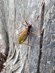 Pterophylla beltrani