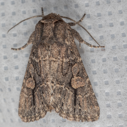 Hexorthodes serrata photo 5