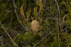 Petrophile canescens
