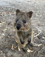 Setonix brachyurus