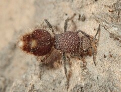 Ephutomorpha ferruginata