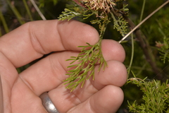 Petrophile canescens