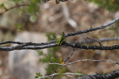 Bootettix argentatus