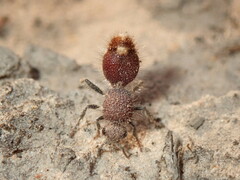 Ephutomorpha ferruginata