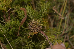 Petrophile canescens