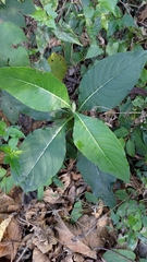 Trichodesma calycosum