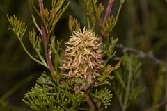 Petrophile canescens
