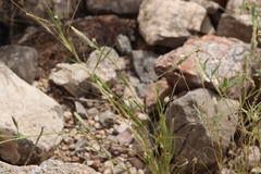 Enneapogon desvauxii