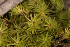 Melichrus procumbens