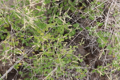 Aloysia