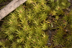 Melichrus procumbens