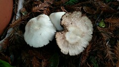 Agaricus