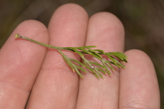 Petrophile canescens