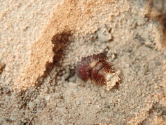 Ephutomorpha ferruginata