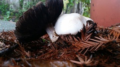 Agaricus