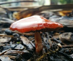 Leratiomyces ceres