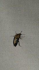 Trigonodera nigrolateralis