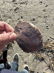 Placopecten magellanicus