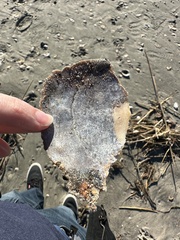 Placopecten magellanicus