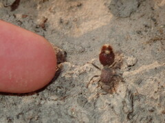 Ephutomorpha ferruginata