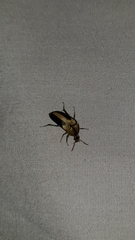 Trigonodera nigrolateralis