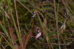 Eriochilus cucullatus
