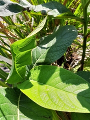 Trichodesma calycosum