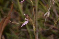Eriochilus cucullatus