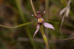 Eriochilus cucullatus