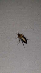 Trigonodera nigrolateralis