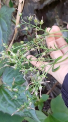 Kalanchoe integra