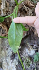 Kalanchoe integra