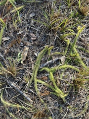 Lycopodiella