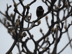 Aegithalos concinnus