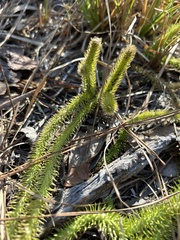 Lycopodiella
