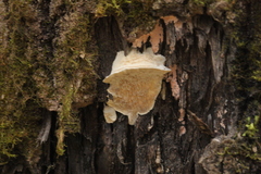 Trametes suaveolens