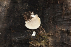 Trametes suaveolens
