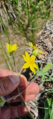 Hypoxis villosa