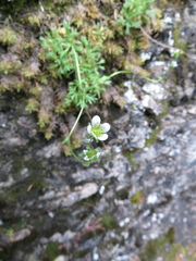 Saxifraga cespitosa