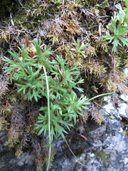 Saxifraga cespitosa